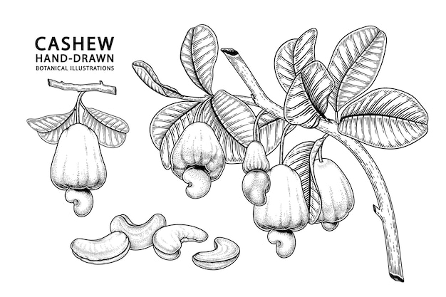Vector conjunto de ilustración botánica de elementos dibujados a mano de fruta de anacardo