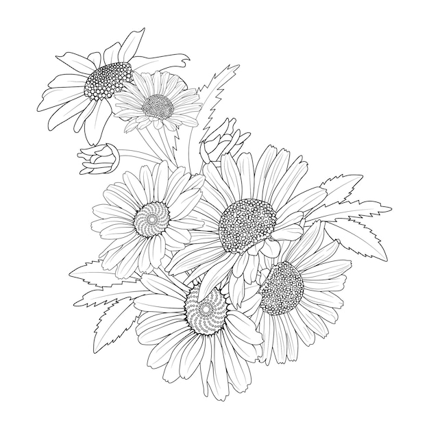 Conjunto de ilustración dibujada a mano flor de margarita para colorear página grabado tinta arte diseño de tatuaje natural.