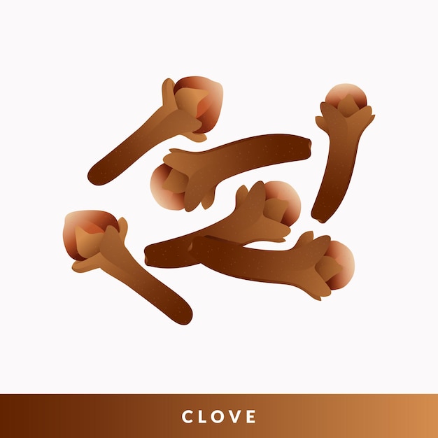 Conjunto de ilustración de especias de clavo seco aislado sobre fondo blanco.