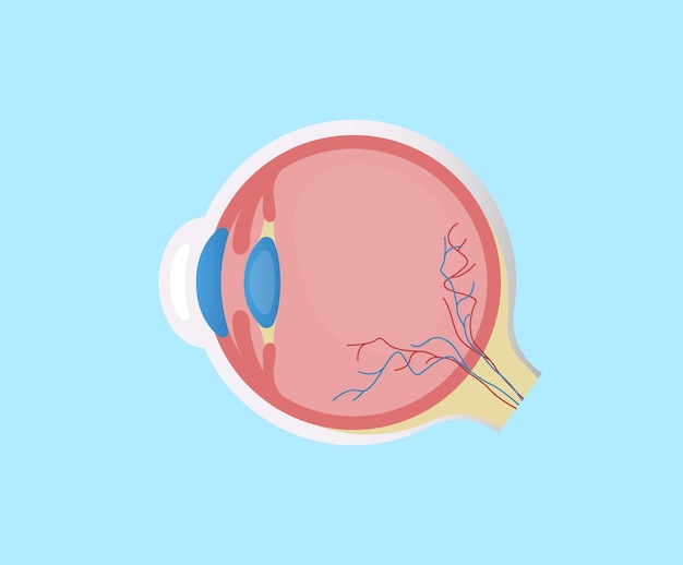 Conjunto de ilustración de estructura de globo ocular lente retina dibujo vectorial estilo dibujado a mano