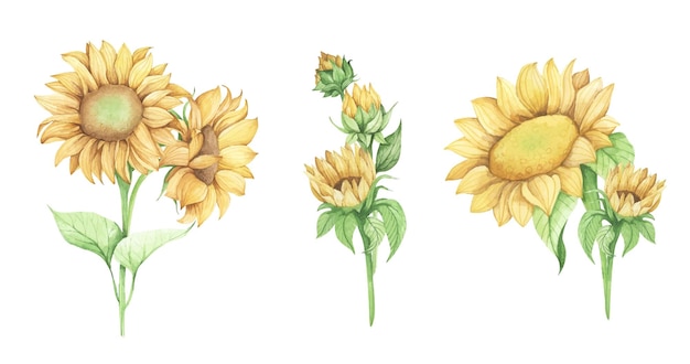 Conjunto de ilustración floral de acuarela de girasol