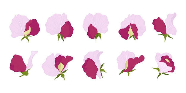 Vector conjunto de ilustración de flores florecientes de guisante de olor rosa