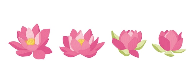 Vector conjunto de ilustración de flores florecientes de loto rosa