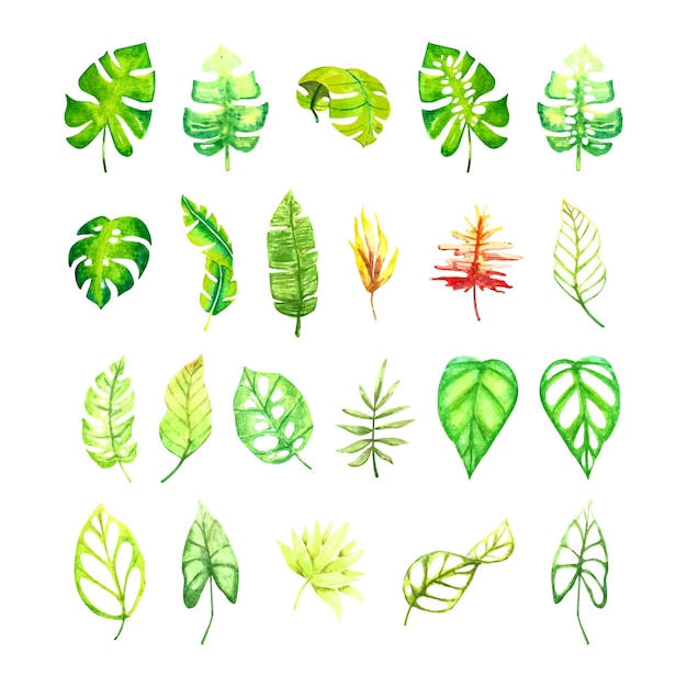 Conjunto de ilustración de hoja tropical dibujada a mano Colección de hojas de monstera de follaje botánico