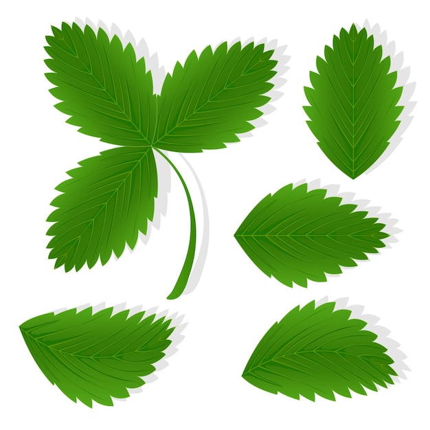 Conjunto de ilustración de hojas verdes de fresas para web aislado sobre fondo blanco. planta creativa