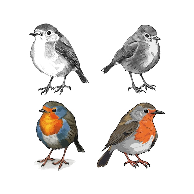 Conjunto de la ilustración del icono vectorial del pájaro robin