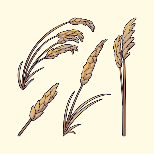 Vector conjunto de ilustración de pampas dibujadas a mano