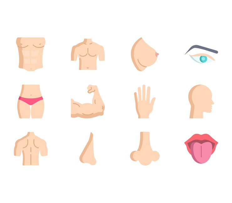 Vector conjunto de ilustración de partes del cuerpo humano