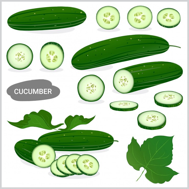Conjunto de ilustración de pepino fresco