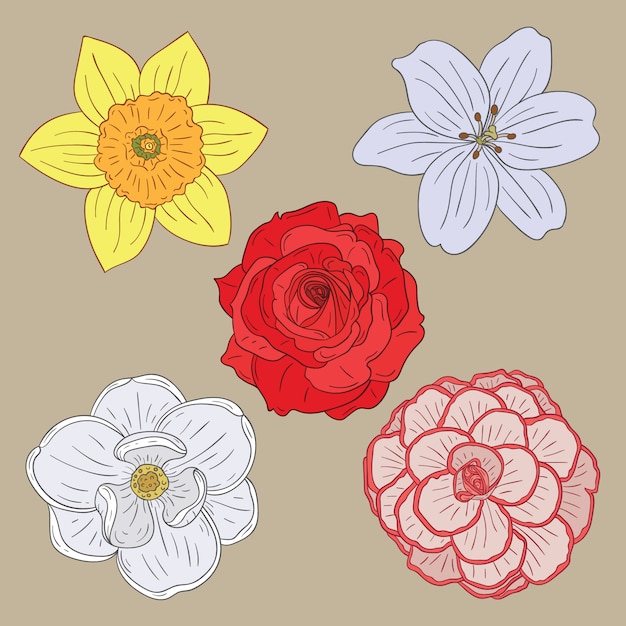 Conjunto de ilustración de varias flores