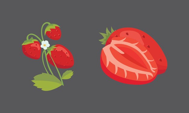 Conjunto de ilustración de vector aislado de fresa