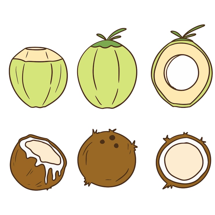 Vector conjunto de ilustración de vector de coco