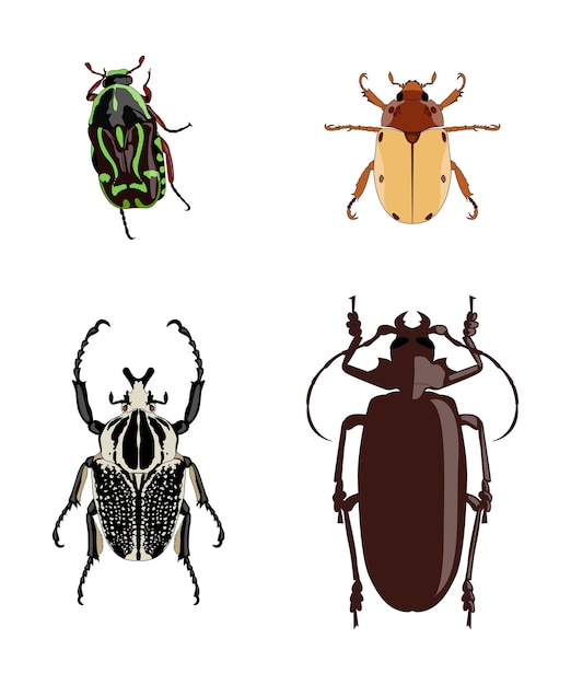 Conjunto de ilustración de vector de escarabajos