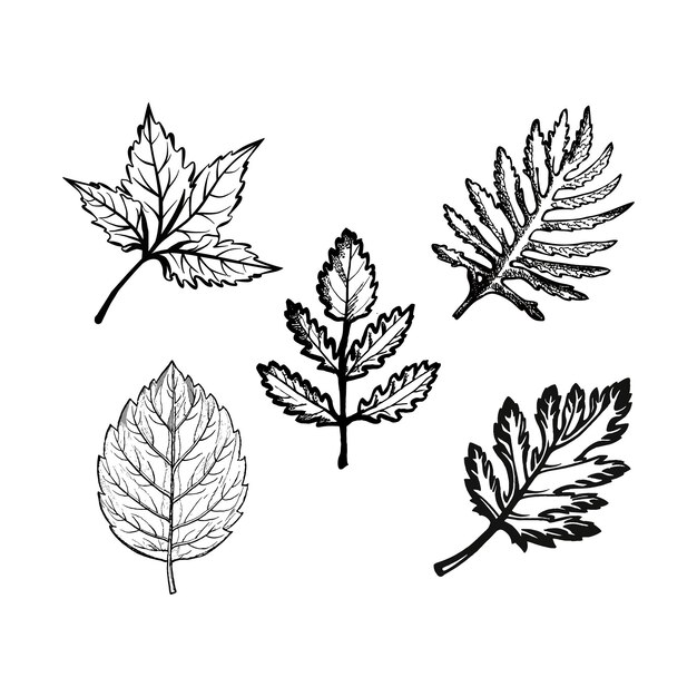 Conjunto de ilustración de vector de hoja