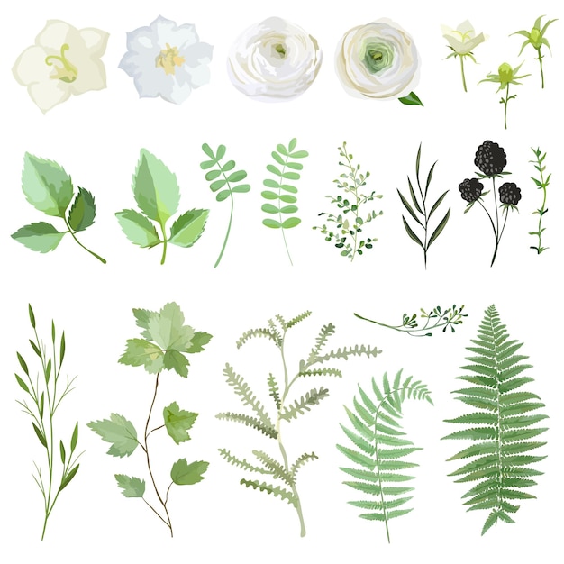 Conjunto de ilustración de vector de hojas verdes y flores aisladas sobre fondo blanco. Colección de plantas de verano y primavera en acuarela. Elementos botánicos para bodas, tarjetas, pancartas.