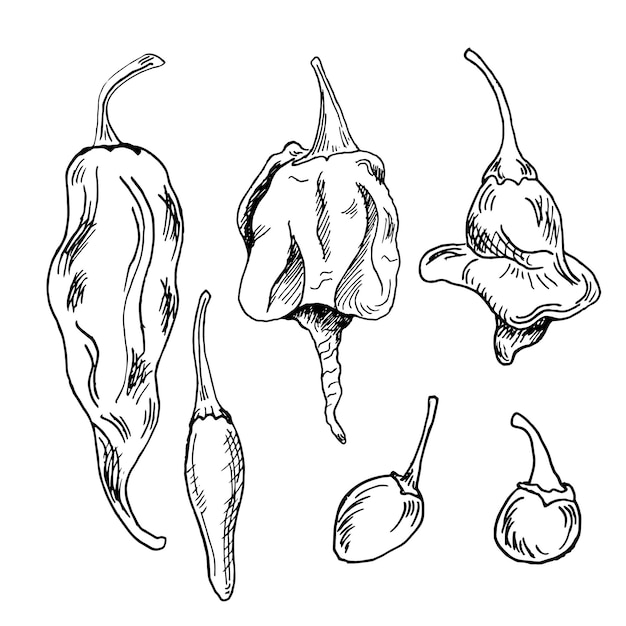 Conjunto con ilustración de vector de pimientos picantes aislado sobre fondo blanco Tinta dibujada a mano trinidad escorpión pimiento picante Dragón aliento pimienta negro blanco gráfico Elemento de diseño para envolver paquete