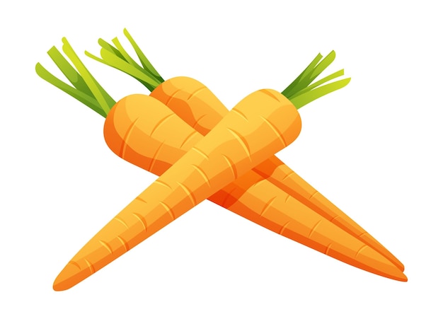 Conjunto de ilustración de vector de zanahoria Vegetales frescos aislados sobre fondo blanco