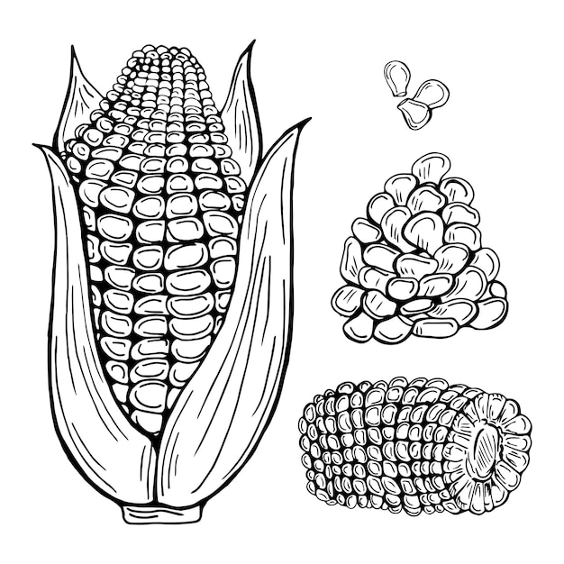 Vector conjunto de ilustración vectorial dibujada a mano de maíz. objeto de estilo grabado vegetal aislado.