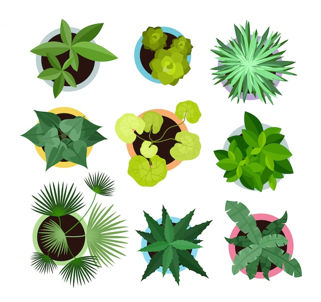 Vector conjunto de ilustración vectorial de diferentes plantas de interior en macetas vista superior colección de plantas, cactus en estilo de dibujos animados plana.