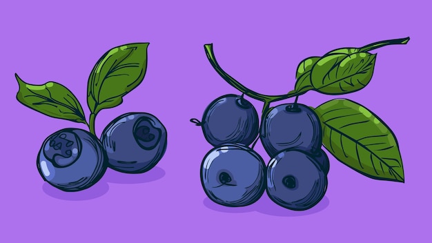 Conjunto de ilustración vectorial de fruta de arándano en un boceto dibujado a mano plano de estilo de boceto de una línea
