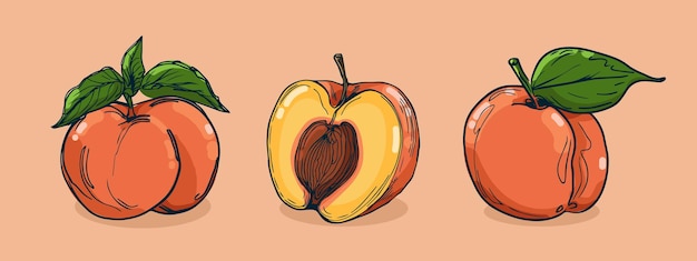 Conjunto de ilustración vectorial de fruta de melocotón en un boceto dibujado a mano plano de estilo de boceto de línea colorido