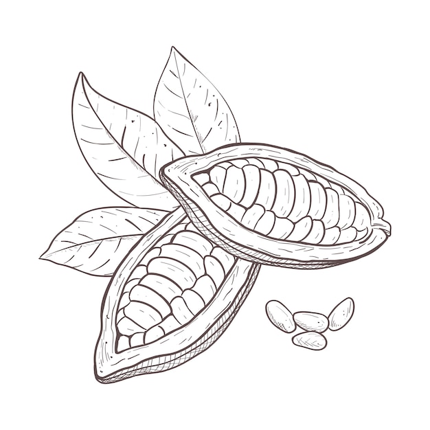 Conjunto de ilustración vectorial de hojas de cacao, frijoles sin pelar y semillas, contorno negro de gráfico de rama