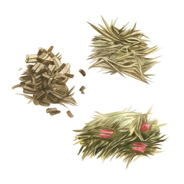 Conjunto de ilustraciones en acuarela Hojas de té té de hierbas té verde hojas de té rosa Todo está pintado a mano con acuarelas Para imprimir en papel de tela producto de diseño de textiles de cocina