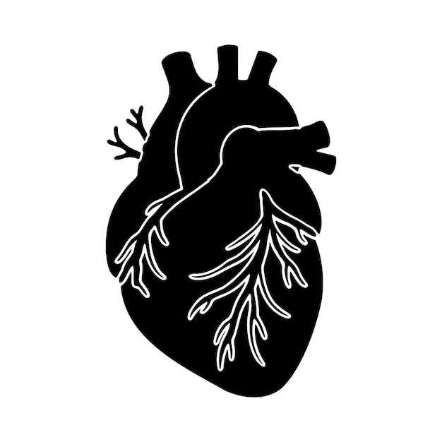 Conjunto de ilustraciones anatómicas de vectores cardíacos Diseños médicos y artísticos