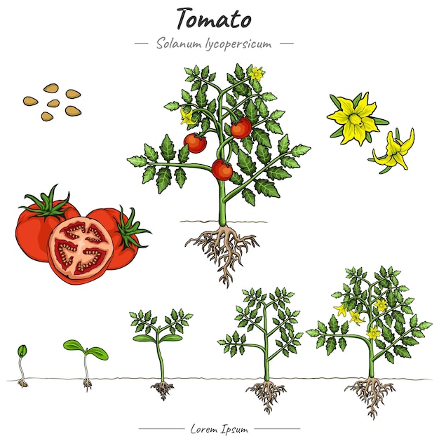 Vector conjunto de ilustraciones de árboles o plantas de tomate solanum lycopersicum