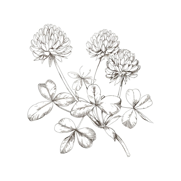 conjunto de ilustraciones de arte vectorial de dibujos de flores de color negro