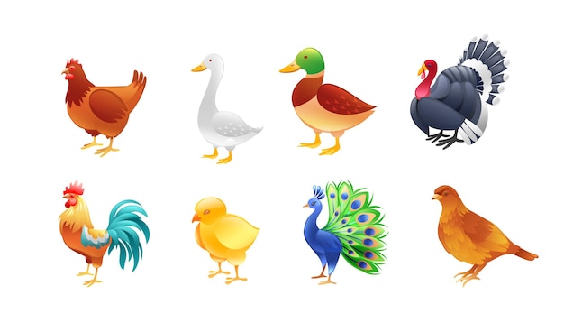 Conjunto de ilustraciones de aves de granja pollo pato ganso pavo indio gallo pavo real pollo codorniz