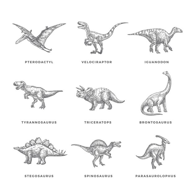 Enemistarse India desesperación Conjunto de ilustraciones de bosquejo de dinosaurios prehistóricos | Vector  Premium