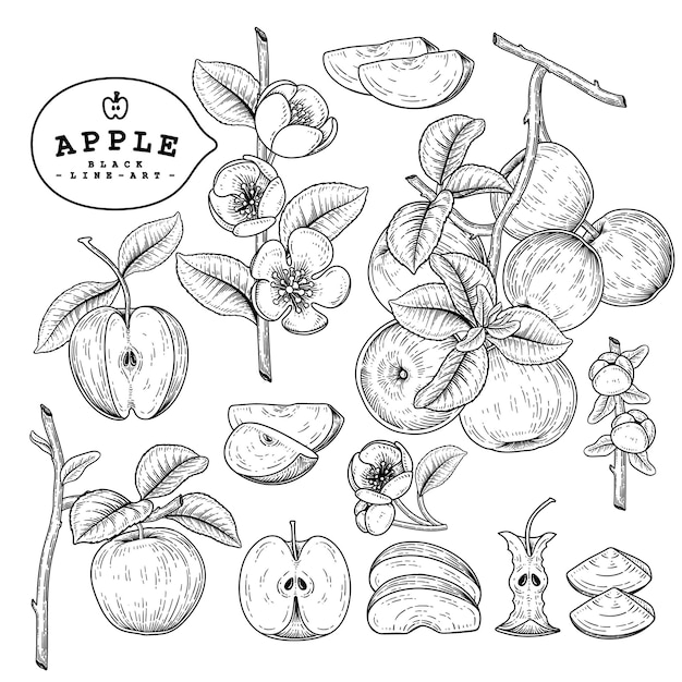 Conjunto de ilustraciones botánicas dibujadas a mano de Apple.
