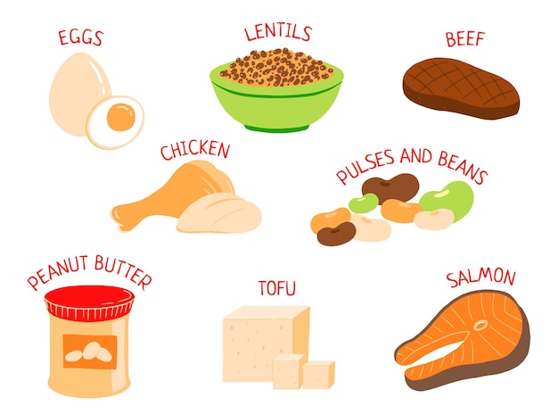 conjunto de ilustraciones carne pollo tofu salmón huevos proteína