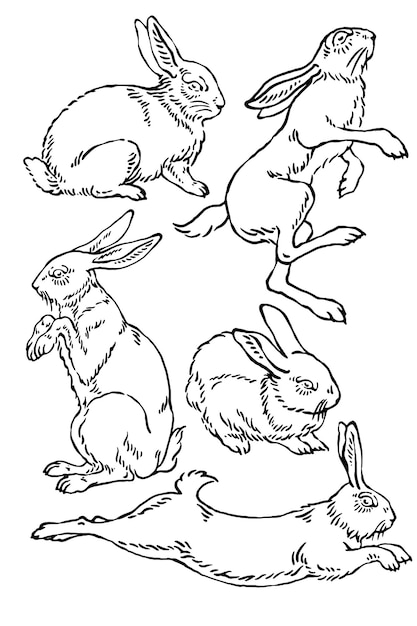 Conjunto de ilustraciones de conejos conejo de Pascua