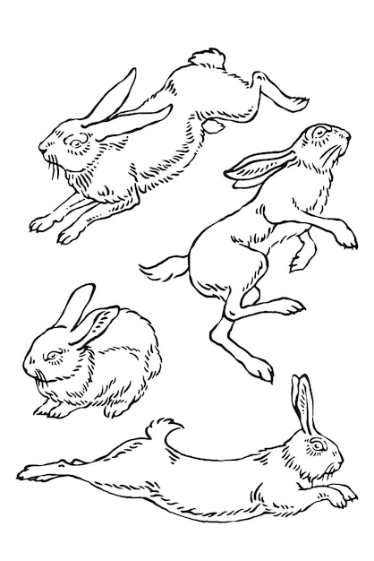 Conjunto de ilustraciones de conejos conejo de Pascua