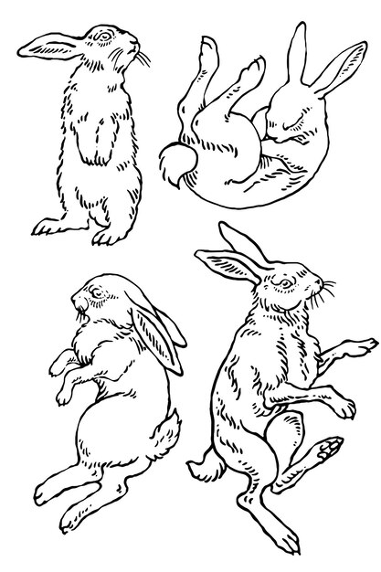 Conjunto de ilustraciones de conejos conejo de Pascua