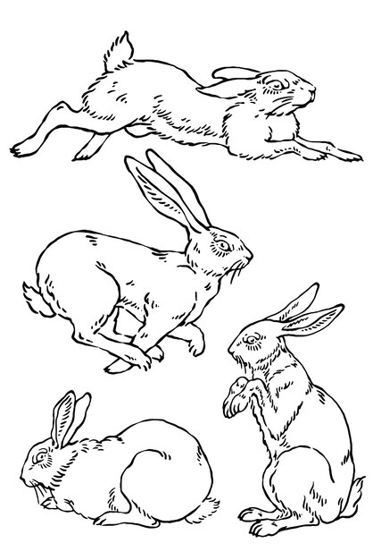 Conjunto de ilustraciones de conejos conejo de Pascua