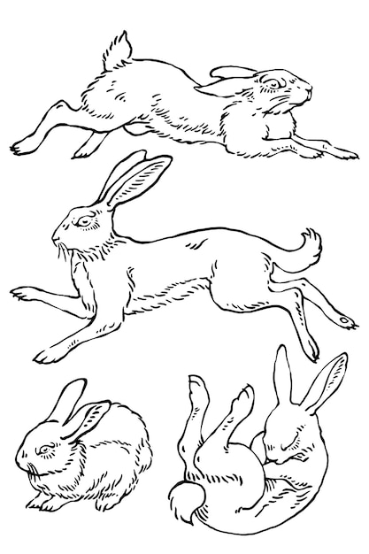 Conjunto de ilustraciones de conejos conejo de Pascua