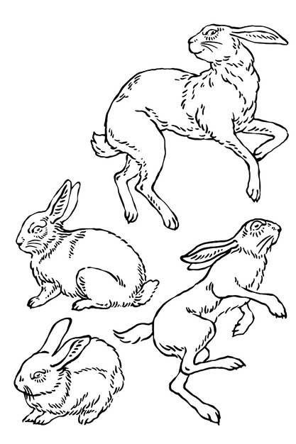 Conjunto de ilustraciones de conejos conejo de pascua