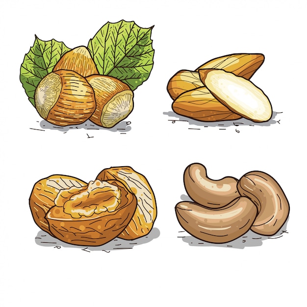 Conjunto de ilustraciones dibujadas a mano de nueces, nueces, avellanas, anacardos y almendras.