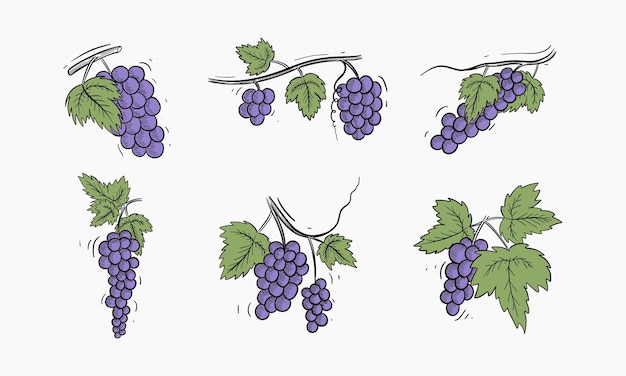 Conjunto de ilustraciones dibujadas a mano de uvas en vides en un estilo de dibujo simple