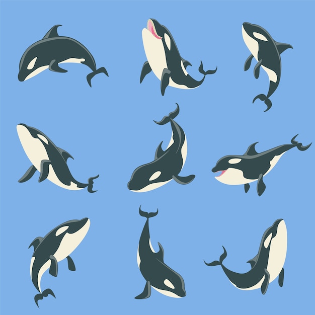 Conjunto de ilustraciones de diferentes posiciones del cuerpo de la ballena orca ártica.