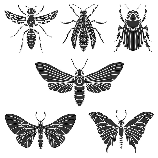 Conjunto de ilustraciones de escarabajo sobre fondo blanco.