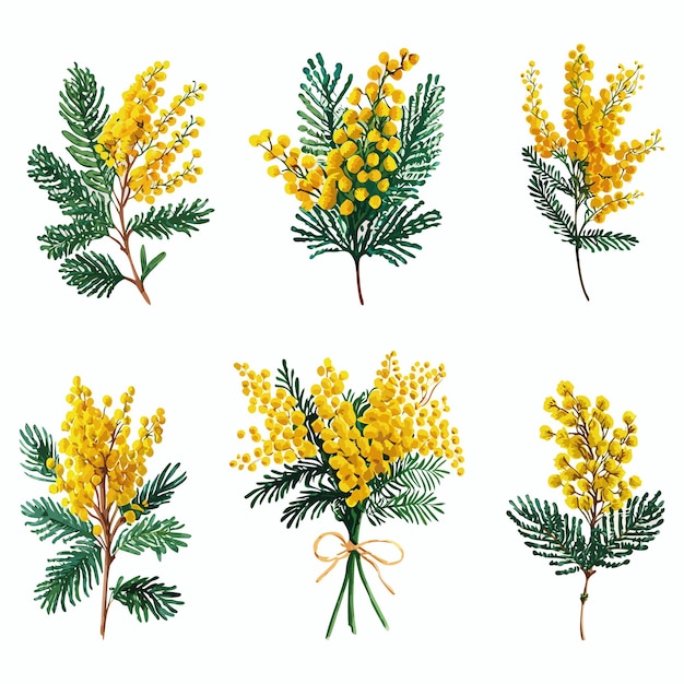 Vector conjunto de ilustraciones de flores de mimosa