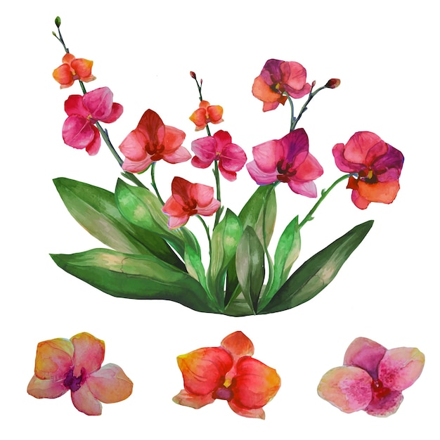 Conjunto de ilustraciones de flores de orquídeas flores de orquídeas phalaenopsis tropicales