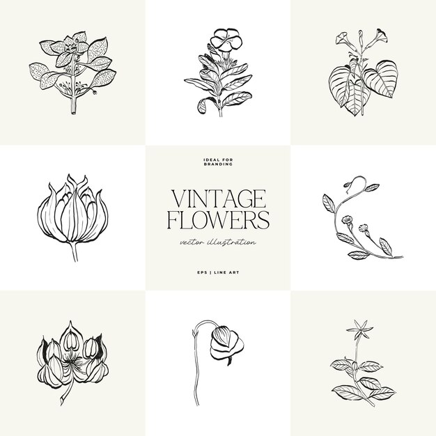 El conjunto de ilustraciones de Flowers