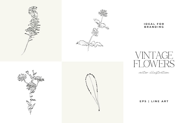 El conjunto de ilustraciones de Flowers