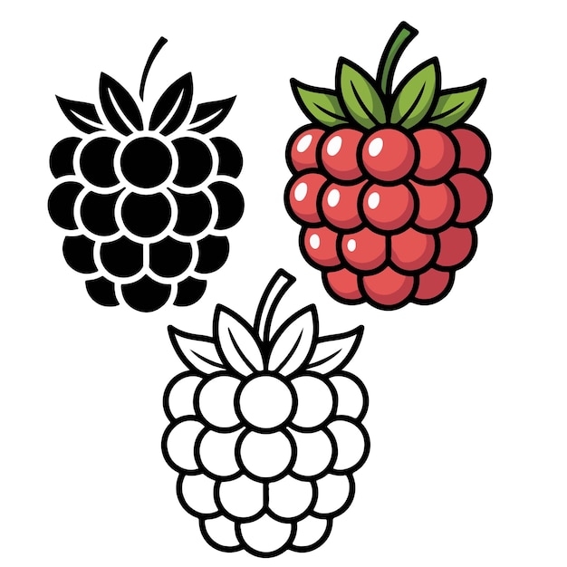 Conjunto de ilustraciones de frambuesa Rojo Negro y Versiones de contorno Variaciones de ilustración de frabuesa Negro