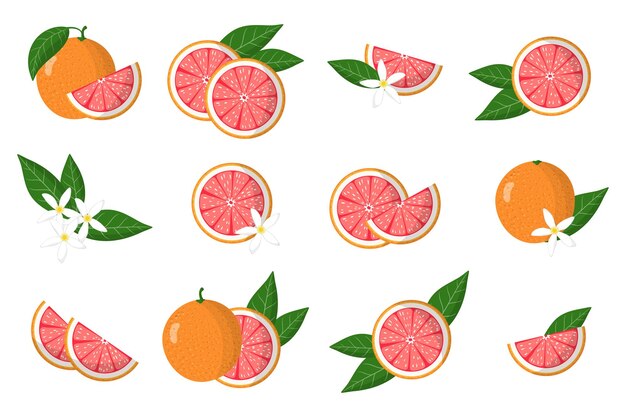 Conjunto de ilustraciones con frutas cítricas exóticas de pomelo, flores y hojas aisladas sobre fondo blanco.